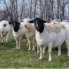 Dorper Sheep