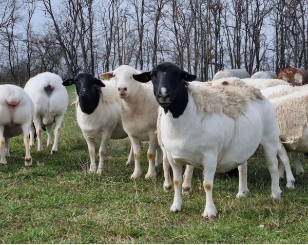 Dorper Sheep