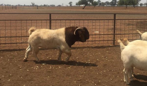 Buy Boer Goat - Image 6