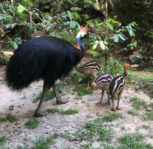 Cassowary birds and chick - Image 7