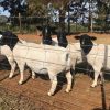 Dorper Sheep - Image 6