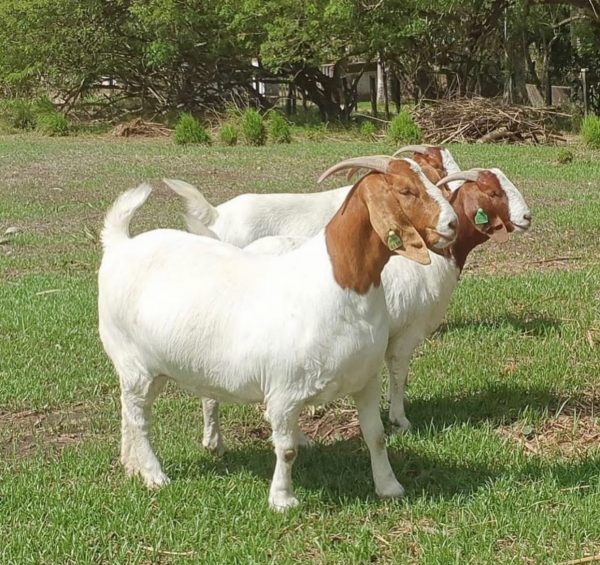 Buy Boer Goat - Image 7