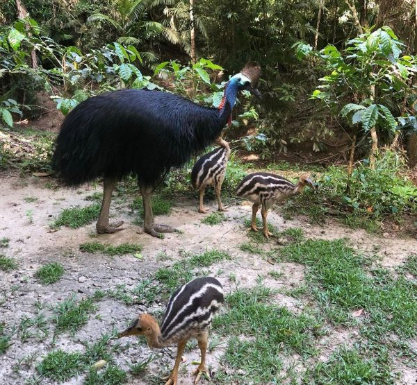 Cassowary birds and chick - Image 8