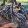 Emmu birds and ostrich - Image 7