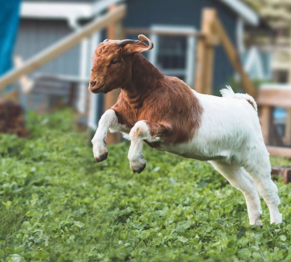 Buy Boer Goat - Image 8