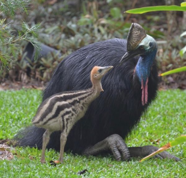 Cassowary birds and chick