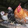 Buy Chickens