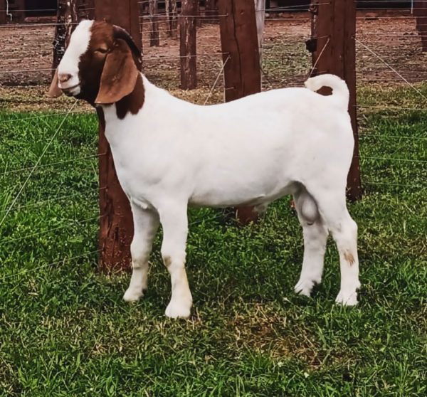 Buy Boer Goat - Image 9