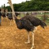 Emmu birds and ostrich - Image 10