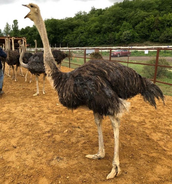 Emmu birds and ostrich - Image 10