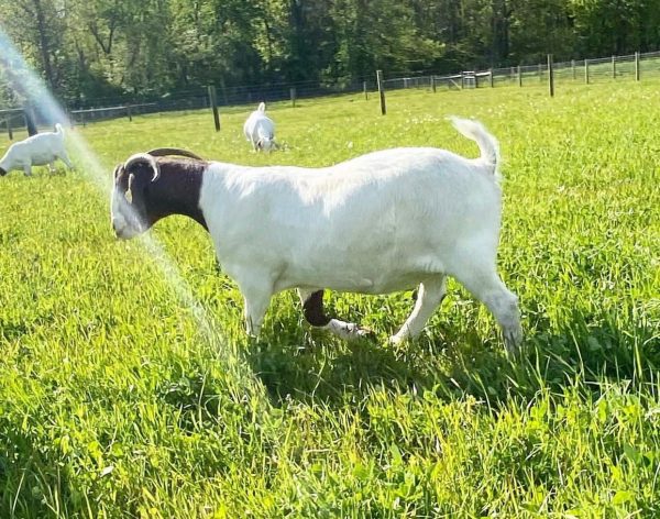 Buy Boer Goat - Image 11