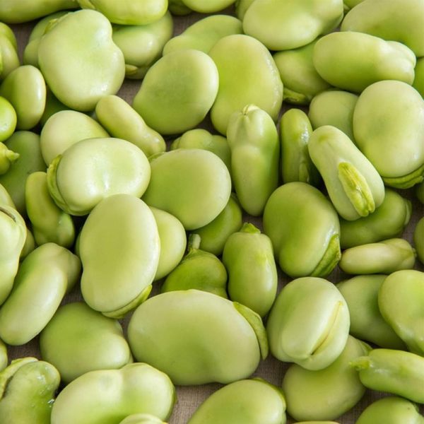 Broad Bean